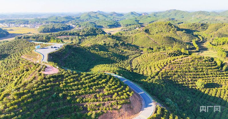 高质量发展看中国 红土地上结绿果 茶油飘香进万家(图4)